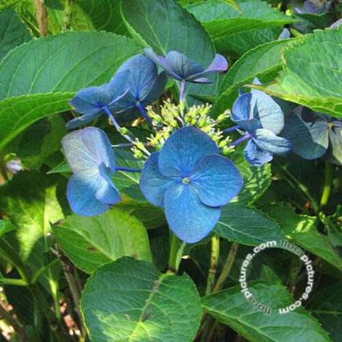 Afbeelding bij Boerenhortensia – schermvormig - Hydrangea macr. &#039;Nachtigall&#039; 