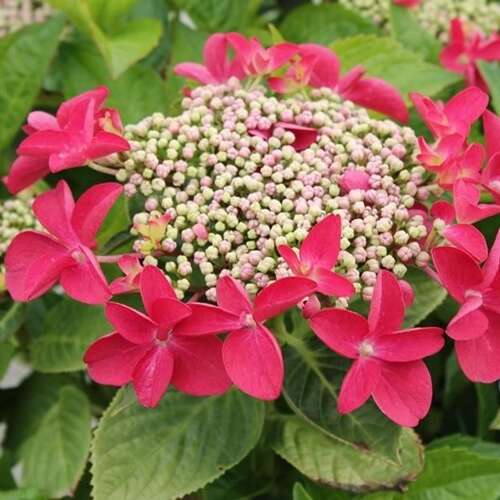Afbeelding bij Boerenhortensia – schermvormig - Hydrangea macr. 'Rotkehlchen'