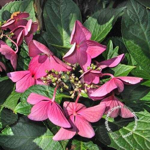 Afbeelding bij Boerenhortensia – schermvormig - Hydrangea macr. 'Rotschwanz' 