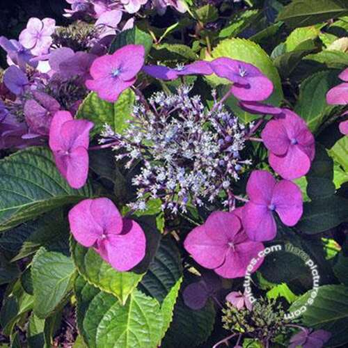 Afbeelding bij Boerenhortensia - schermvormig - Hydrangea macr. 'Taube' 