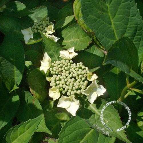 Afbeelding bij Boerenhortensia - schermvormig - Hydrangea macr. &#039;Tokyo&#039;s Delight&#039; 
