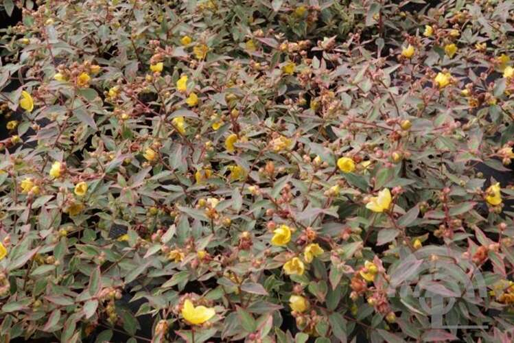 Afbeelding bij Boerenhortensia – schermvormig - Hydrangea macr. 'Tricolor' 