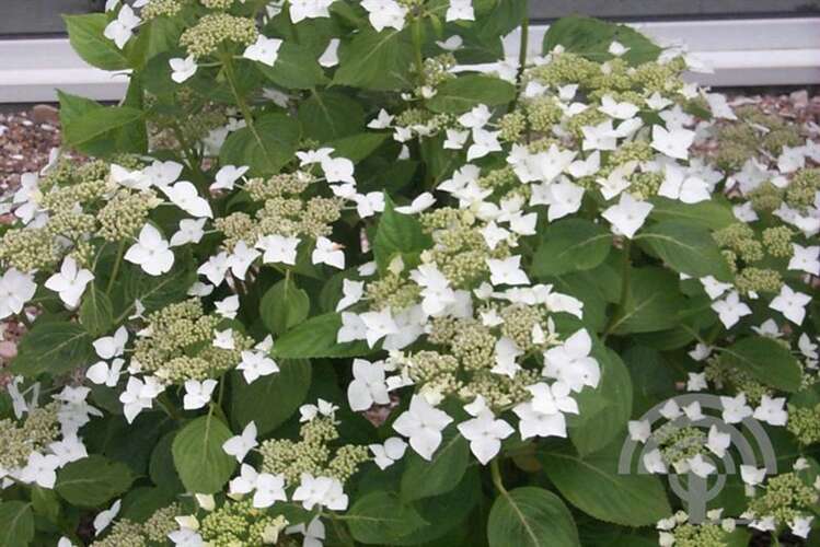 Afbeelding bij Boerenhortensia – schermvormig - Hydrangea macr. 'White Wave' 