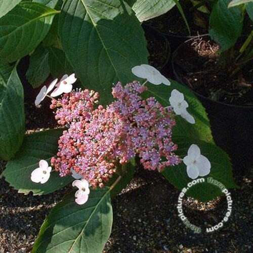 Afbeelding bij Boerenhortensia - schermvormig - Hydrangea macr. 'Zeisig'