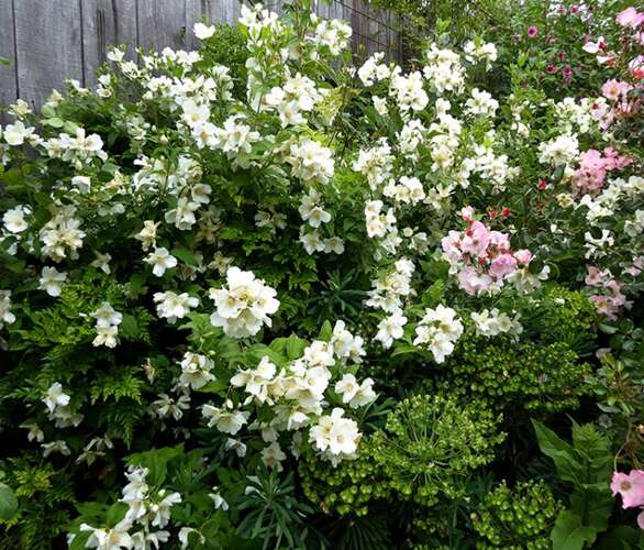 Afbeelding bij Boerenjasmijn - Philadelphus 'Belle Etoile'