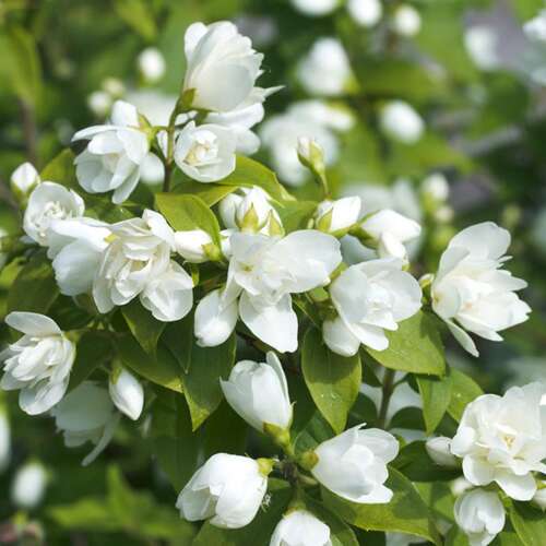 Afbeelding bij Boerenjasmijn - Philadelphus &#039;Manteau d&#039;Hermine&#039;