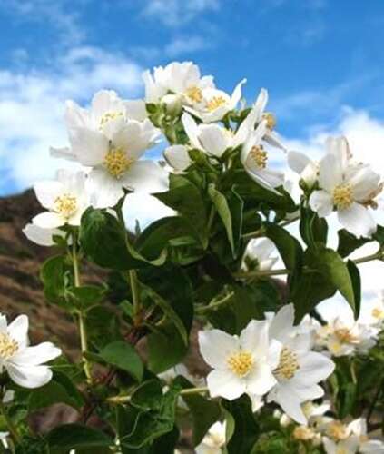 Afbeelding bij Boerenjasmijn - Philadelphus &#039;Mont Blanc&#039;