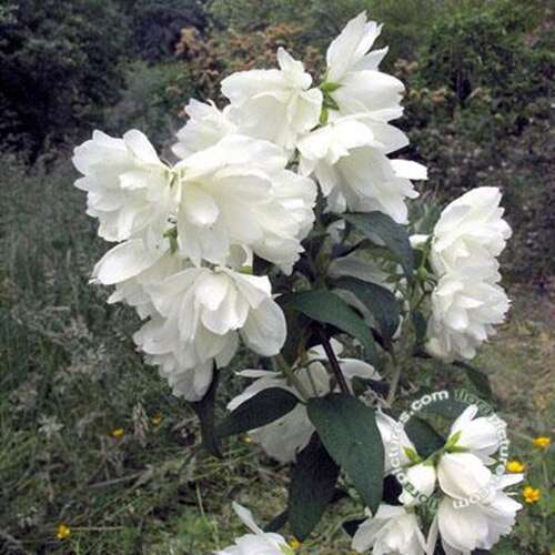 Afbeelding bij Boerenjasmijn - Philadelphus &#039;Snowbelle&#039;