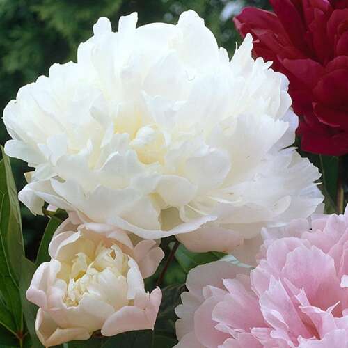 Afbeelding bij Pioenroos - Paeonia off. &#039;Alba Plena&#039;