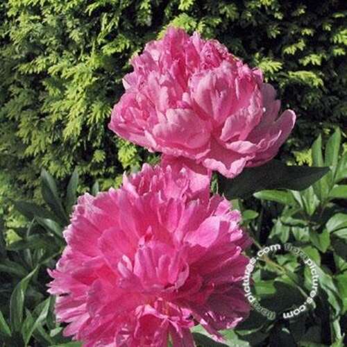 Afbeelding bij Boerenpioen - Paeonia off. 'Rosea Plena'