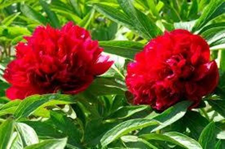 Afbeelding bij Boerenpioen - Paeonia off. &#039;Rubra Plena&#039; 
