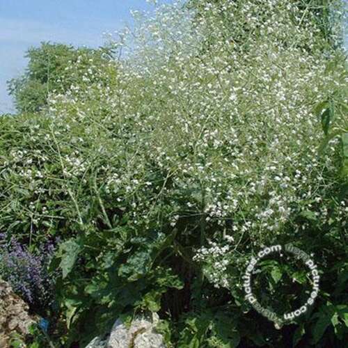 Afbeelding bij Bolletjeskool  - Crambe cordifolia