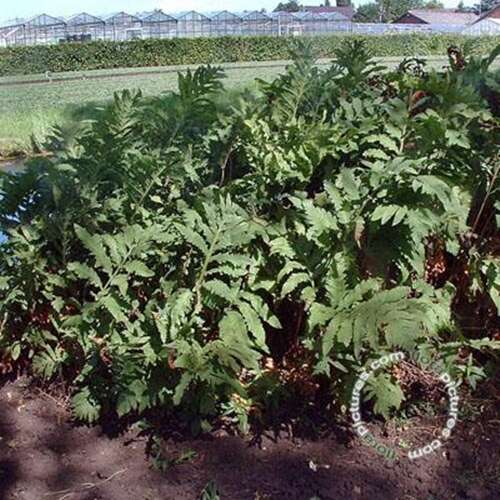 Afbeelding bij Bolletjesvaren - Onoclea sensibilis 