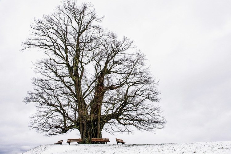 Afbeelding bij Bomen in de kou