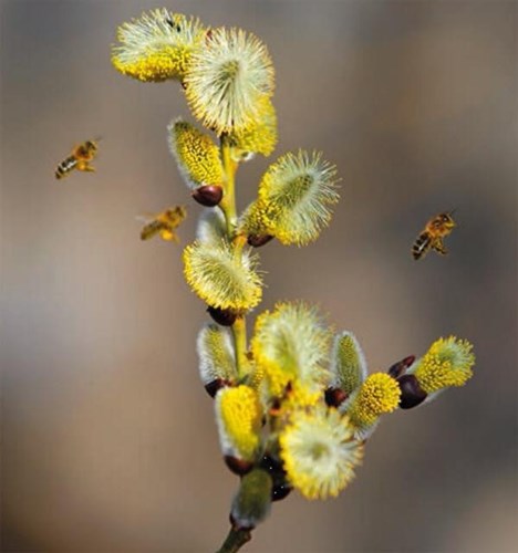 Afbeelding bij Bomen voor bijen en vogels