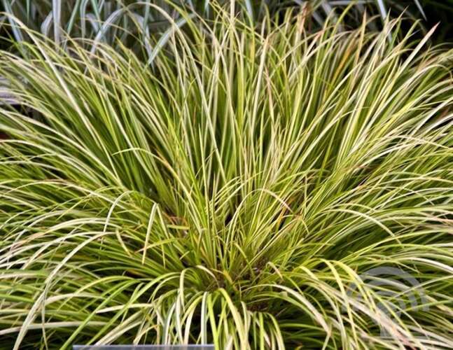 Afbeelding bij Bonte Dwergkalmoes (Acorus Gramineus) &#039;Ogon&#039;