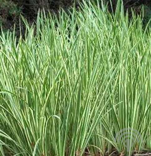 Afbeelding bij Bonte kalmoes - Acorus calamus 'Variegatus'