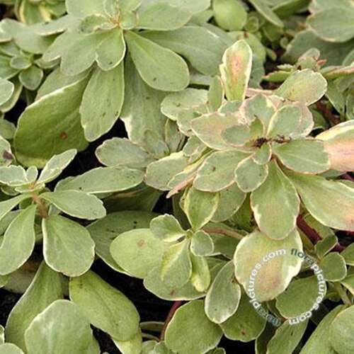 Afbeelding bij Bonte muurpeper - Sedum kamtsch. &#039;Variegatum&#039; 