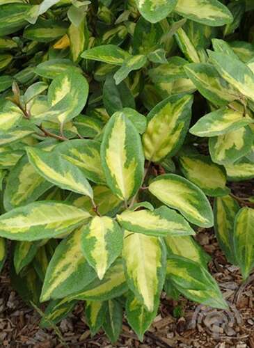 Afbeelding bij Bonte olijfwilg - Elaeagnus ebb. 'Limelight' 