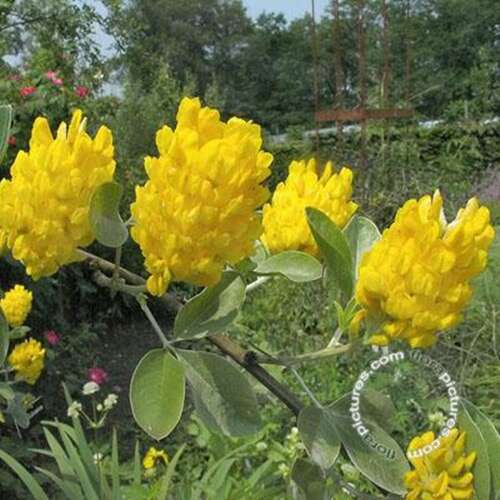 Afbeelding bij Marokkaanse Boombrem - Argyrocytisus battandieri