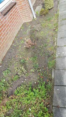 Afbeelding bij Border planten verplanten