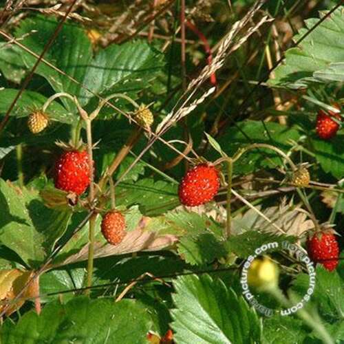 Afbeelding bij Bosaardbei - Fragaria vesca 