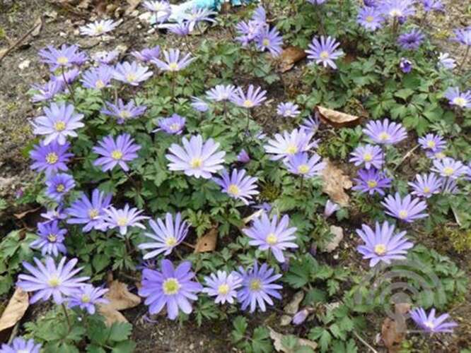 Afbeelding bij Bosanemoon Anemone nemorosa &#039;Robinsoniana&#039;