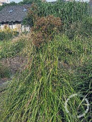 Afbeelding bij Bosbies - Scirpus sylvaticus 