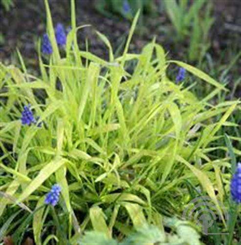 Afbeelding bij Bosgierstgras - Milium effusum &#039;Aureum&#039; 