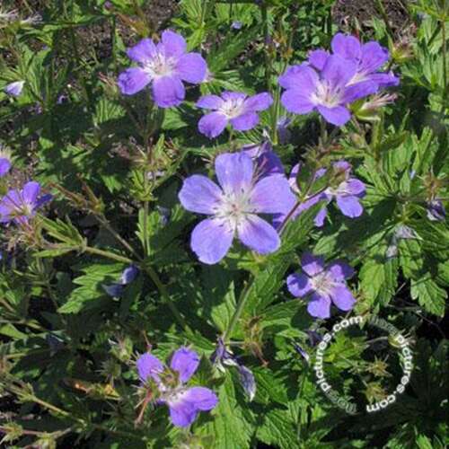 Afbeelding bij Bosooievaarsbek - Geranium sylv. &#039;Mayflower&#039;