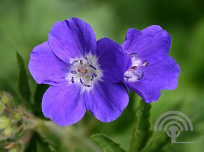 Afbeelding bij Bosooievaarsbek - Geranium sylv. 'Amy Doncaster'