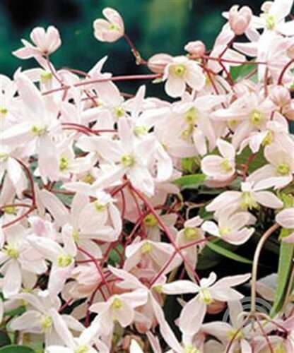 Afbeelding bij Bosrank - Clematis armandii