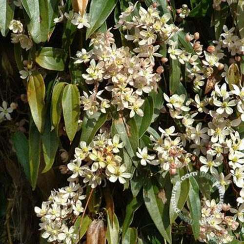Afbeelding bij Bosrank - Clematis armandii 'Apple Blossom'