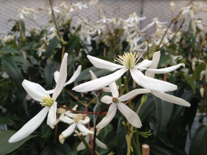 Afbeelding bij Bosrank - Clematis armandii 'Snowdrift'