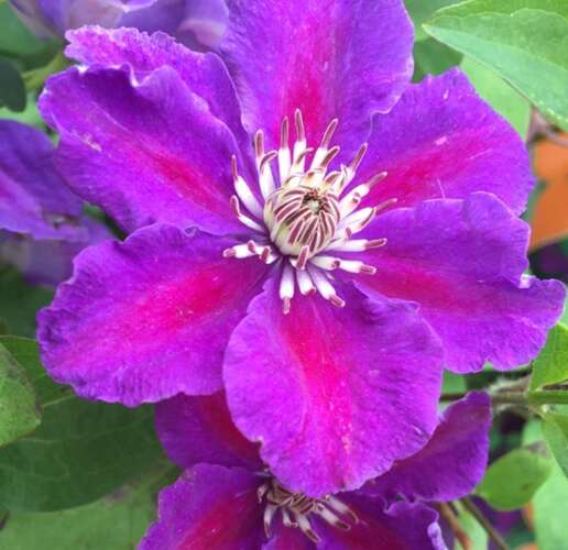 Afbeelding bij Bosrank - Clematis 'Ashva'