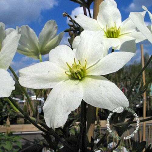 Afbeelding bij Bosrank - Clematis 'Avalanche'