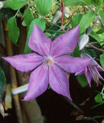 Afbeelding bij Bosrank - Clematis 'Bagatelle'