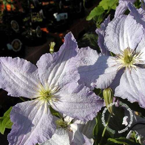 Afbeelding bij Bosrank - Clematis &#039;Blekitny Aniol&#039;