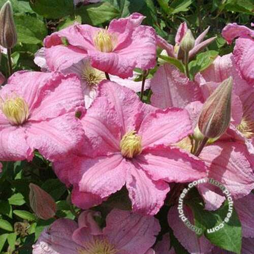 Afbeelding bij Bosrank - Clematis &#039;Comtesse de Bouchaud&#039;