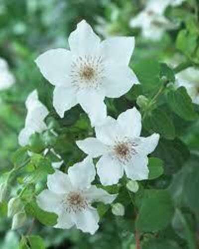 Afbeelding bij Bosrank - Clematis 'Destiny'