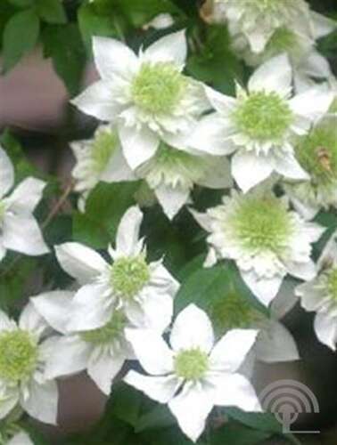 Afbeelding bij Bosrank - Clematis florida 'Alba Plena'