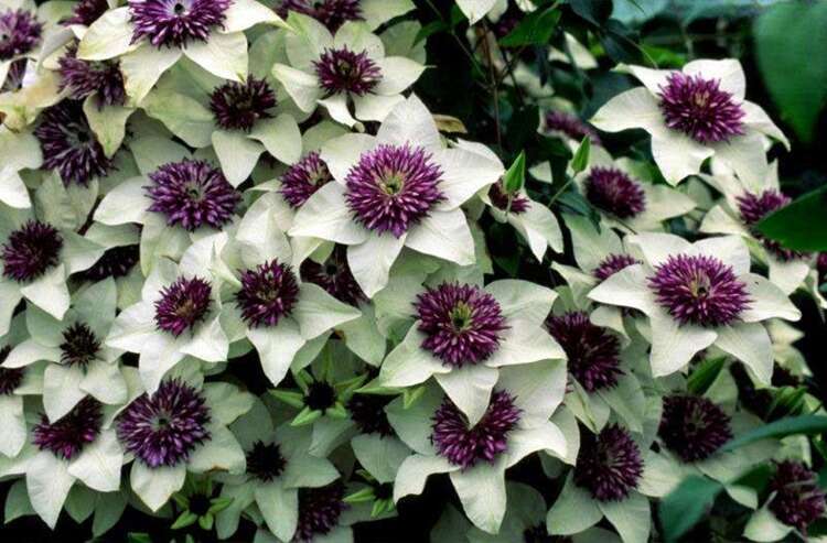 Afbeelding bij Bosrank - Clematis florida 'Sieboldii'