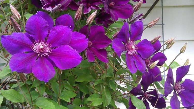 Afbeelding bij Bosrank - Clematis 'Gipsy Queen'