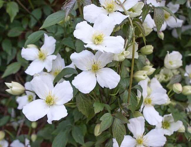Afbeelding bij Bosrank - Clematis &#039;Grandiflora&#039;