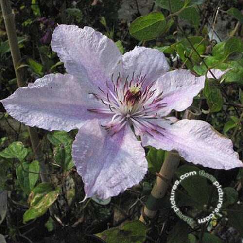 Afbeelding bij Bosrank - Clematis 'Hagley Hybrid'
