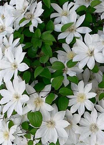 Afbeelding bij Bosrank - Clematis 'Henryi