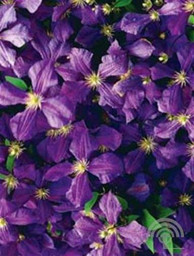 Afbeelding bij Bosrank - Clematis 'Jackmanii'