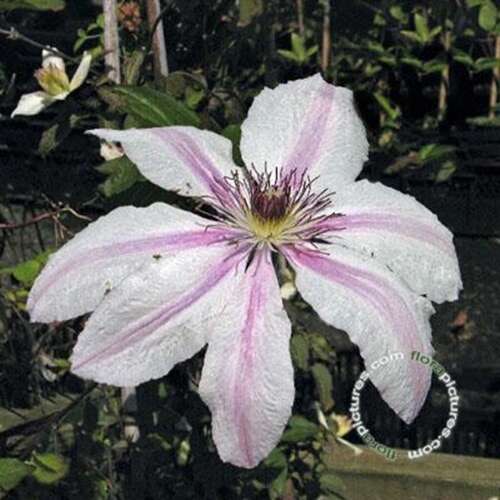 Afbeelding bij Bosrank - Clematis 'Jan Pawel II'