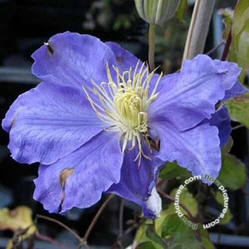 Afbeelding bij Bosrank - Clematis 'Lasurstern'