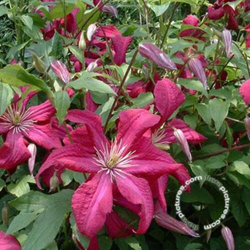 Afbeelding bij Bosrank - Clematis 'Madame Jules Correvon'
